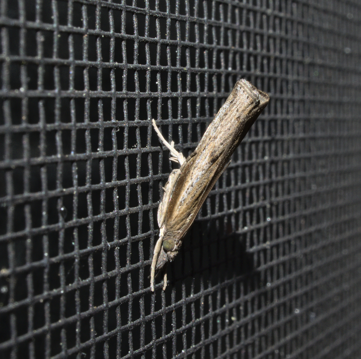 Unchangeably boring_20210524.jpg